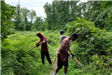 Volunteers Cutting Foliage
